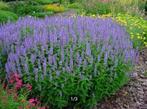 Agastache 'Bleu fortune', Tuin en Terras, Ophalen, Vaste plant