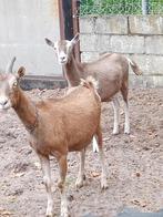 mieke met gecastreerde zoon, Dieren en Toebehoren, Meerdere dieren, Geit, 3 tot 5 jaar