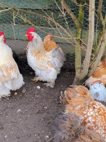 Cochin kriel haantjes, Dieren en Toebehoren, Pluimvee
