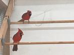 Rode kardinaal, Dieren en Toebehoren, Vogels | Overige Vogels, Geringd