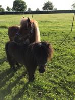 Shetlanders, Animaux & Accessoires, Poneys, Plusieurs animaux, Non dressé, Vermifugé