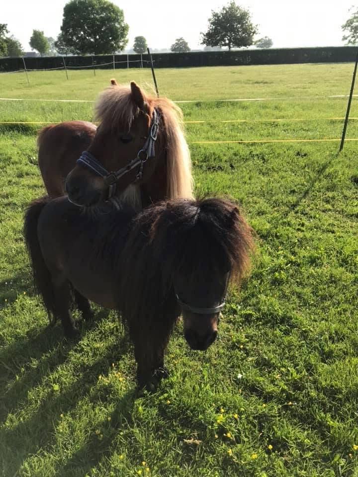 Shetlanders, Animaux & Accessoires, Poneys, Plusieurs animaux, Non dressé, Avec puce électronique, Vermifugé, Vacciné