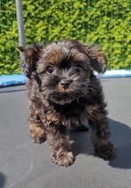 Schattige hypoallergene mini pups, België, Fokker | Hobbymatig, Overige rassen, CDV (hondenziekte)