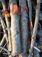 snoeihout, Minder dan 3 m³, Ophalen, Overige houtsoorten, Takken