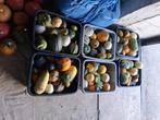 Sierfruit en pompoenen, Ophalen, Nieuw