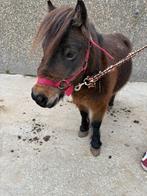 shetland, Dieren en Toebehoren, Ophalen, Overige soorten