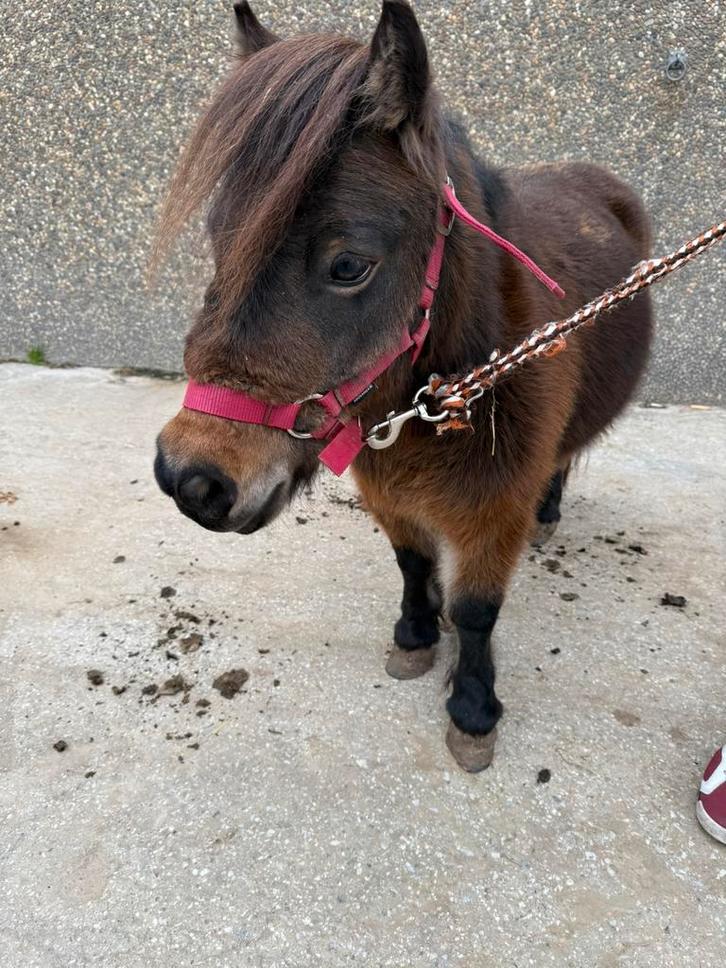 shetland, Dieren en Toebehoren, Paarden en Pony's | Overige Paardenspullen, Overige soorten, Ophalen