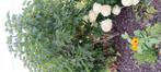 Prachtige paarse sering H180 B100, Tuin en Terras, Planten | Struiken en Hagen, Ophalen, Overige soorten, Struik, 100 tot 250 cm