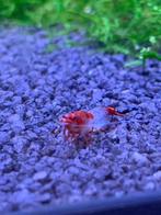 Red Rili garnalen, Dieren en Toebehoren, Vissen | Aquariumvissen, Kreeft, Krab of Garnaal, Zoetwatervis