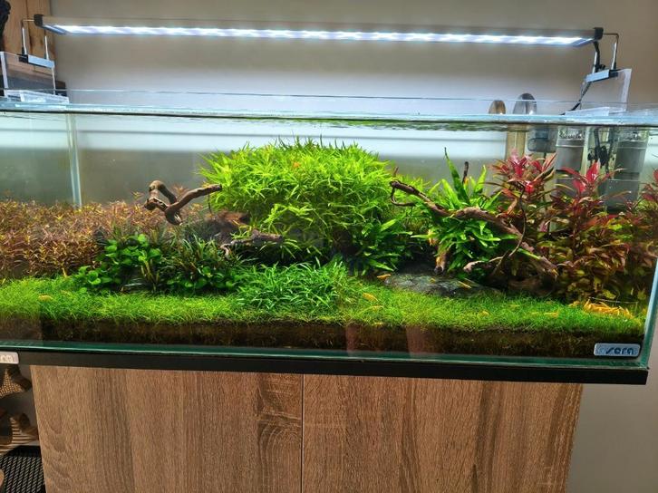 Volledig aquarium met toebehoren + meubel, Animaux & Accessoires, Poissons | Aquariums & Accessoires, Comme neuf, Aquarium d'eau douce rempli