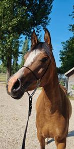 Fokmerrie-draagmerrie, Dieren en Toebehoren, Paarden, Merrie, Minder dan 160 cm, Gechipt, 3 tot 6 jaar