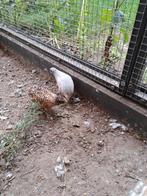 Chinees dwergkwartel, Dieren en Toebehoren, Pluimvee