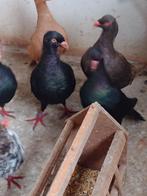 Deense tuimelaars, Dieren en Toebehoren, Vogels | Duiven, Meerdere dieren, Tuimelaar of Roller