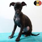 Petit Lévrier Italien mâles - chiots belges à vendre, Animaux & Accessoires, Commerçant, Chien (mâle), Autres races, Belgique