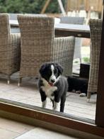 Border collie pups, België, Fokker | Hobbymatig, CDV (hondenziekte), 8 tot 15 weken