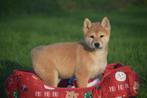 Shiba inu pups verschillende kleuren, Dieren en Toebehoren, 15 weken tot 1 jaar, Overige rassen, Buitenland, CDV (hondenziekte)