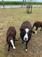 ooi zwartbles, Dieren en Toebehoren, Schaap