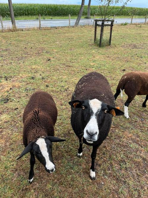 ooi zwartbles, Dieren en Toebehoren, Schapen, Geiten en Varkens, Schaap