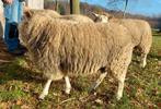 schapen te koop, Dieren en Toebehoren, Schapen, Geiten en Varkens, Vrouwelijk, Schaap