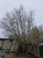 Élagage et abattage d'arbres, Enlèvement