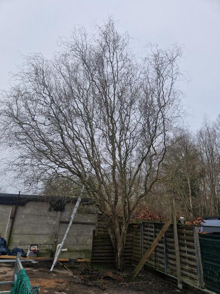 Snoeien en vellen van bomen, Tuin en Terras, Planten | Bomen, Ophalen