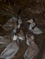 Kuifeenden te koop, Dieren en Toebehoren, Pluimvee