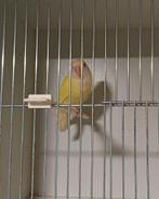 Roseicollis, Dieren en Toebehoren