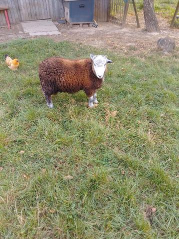 Herdwick ram