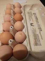 Broedeieren Brahma goudpatrijs