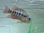 5 vissen, Dieren en Toebehoren, Vissen | Aquariumvissen, Vis