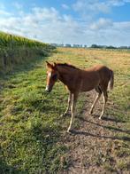 D- pony veulens, Dieren en Toebehoren, Paarden, Springpaard, Minder dan 160 cm, Gechipt, Niet van toepassing