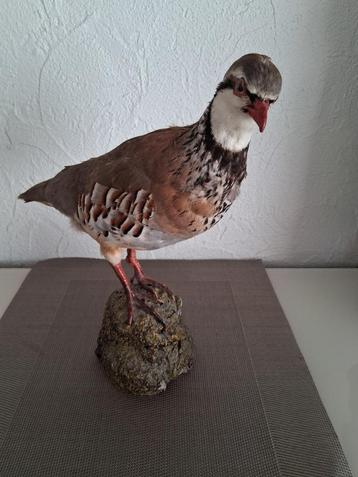 OPGEZET DIER PATRIJS beschikbaar voor biedingen