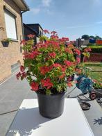 Geranium om te verzamelen., Tuin en Terras, Ophalen, Zomer, Overige soorten, Volle zon