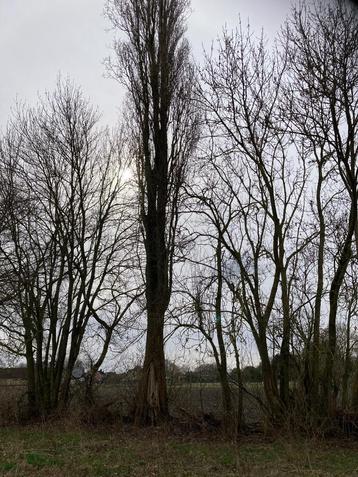 Brandhout beschikbaar voor biedingen
