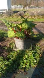 Rhubarbe, Zomer, Vaste plant, Ophalen of Verzenden