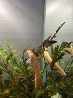 Golden dojo loach - weather loach - aziatische modderkruiper, Dieren en Toebehoren, Vogels | Overige Vogels