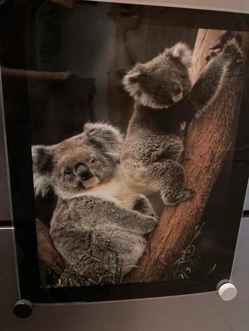 3 posters van “koala’s”