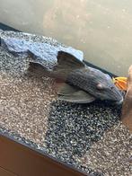 Panaque nigrolineatus L190 +- 18cm, Dieren en Toebehoren, Vissen | Aquariumvissen