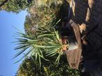 Yucca filamentosa Palmier lily, Jardin & Terrasse, Plantes | Jardin, Autres espèces, Enlèvement ou Envoi, Mi-ombre, Été