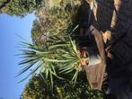 Yucca filamentosa Palmlelie boom, Tuin en Terras, Overige soorten, Vaste plant, Ophalen of Verzenden, Halfschaduw