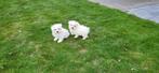 Maltezer pups, Dieren en Toebehoren, Honden | Chihuahua's en Gezelschapshonden, België, Maltezer, CDV (hondenziekte), 8 tot 15 weken