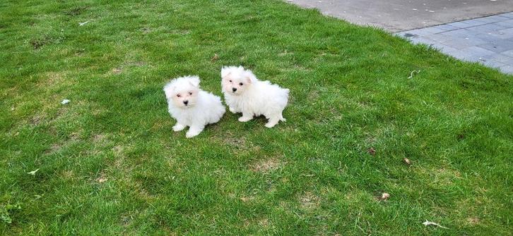 Maltezer pups, Dieren en Toebehoren, Honden | Chihuahua's en Gezelschapshonden, Meerdere dieren, Maltezer, Fokker | Professioneel