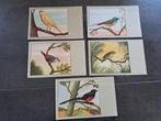 5 postkaarten vogels, Verzamelen, Postkaarten | Themakaarten, Ophalen of Verzenden, Ongelopen