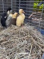 Indische loopeend kuikens, Dieren en Toebehoren, Vogels | Overige Vogels
