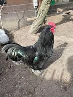 Australorp, Dieren en Toebehoren, Pluimvee