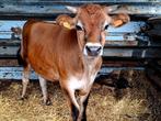 Rund, os, koe, Dieren en Toebehoren, Runderen, Mannelijk, 0 tot 2 jaar