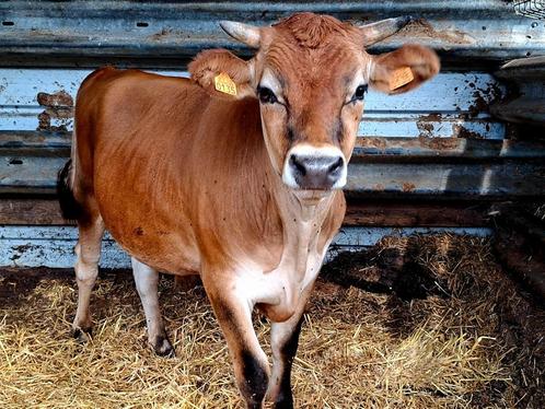 Rund, os, koe, Dieren en Toebehoren, Runderen, Mannelijk, 0 tot 2 jaar