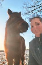 Kleine B pony merrie, Animaux & Accessoires, Poneys, Jument, Poney B (1.17 m à 1.27 m), Vermifugé, 11 ans ou plus