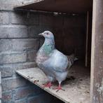 Texan duivinnen, Dieren en Toebehoren, Vrouwelijk, Overige soorten