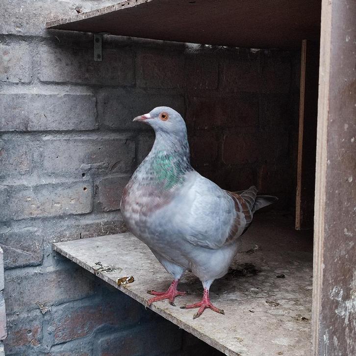 Texan duivinnen, Dieren en Toebehoren, Vogels | Duiven, Overige soorten, Vrouwelijk